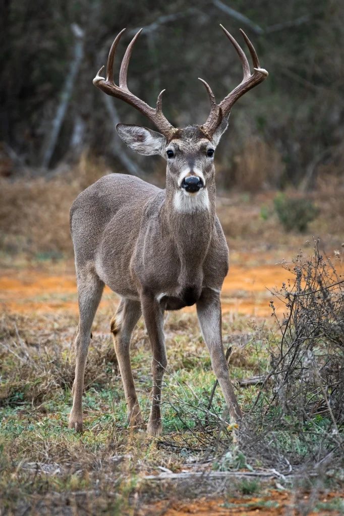 White-tailed buck standing in brush; illustrative wildlife photograph